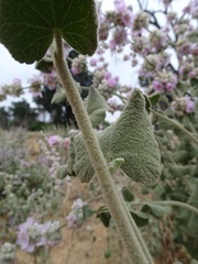 Malacothamnus fremontii