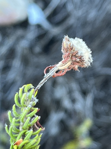 Phylica constricta (Phylica constricta)