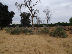 Malacothamnus fremontii
