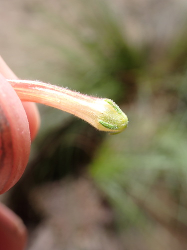 Image of Erica curviflora by (c) Ren Hoekstra, some rights reserved (CC BY)