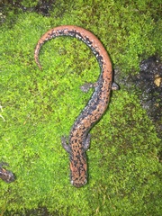 Pseudoeurycea leprosa