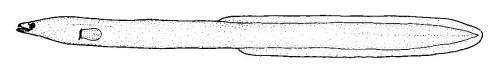 Short-finned Eel