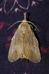 Hyphorma
