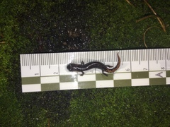 Pseudoeurycea leprosa