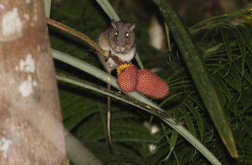 Philippine Forest Rat (Rattus everetti) — Least Concern Mammalia