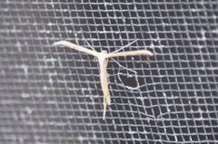 Gillmeria pallidactyla