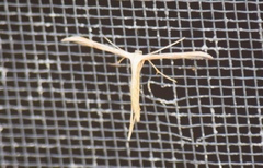 Gillmeria pallidactyla