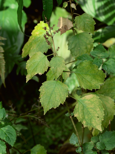 Majana amboinica (Lour.) Kuntze 3