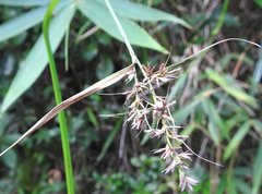 Scleria terrestris