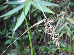 Scleria terrestris