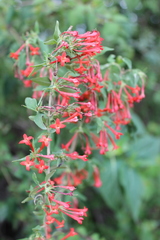 Bouvardia multiflora