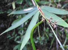 Scleria terrestris
