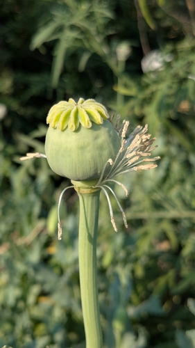 opium poppy
