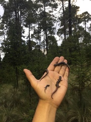 Pseudoeurycea leprosa