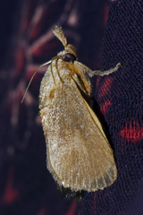 Hyphorma