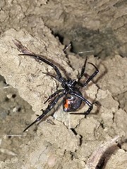 Latrodectus hesperus