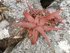 Aloe erythrophylla
