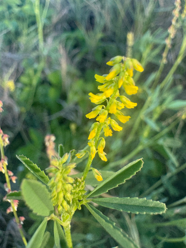Melilotus indicus observed 2025-03-23