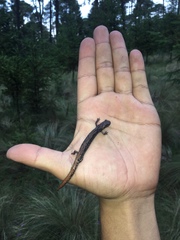 Pseudoeurycea leprosa