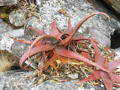 Aloe erythrophylla