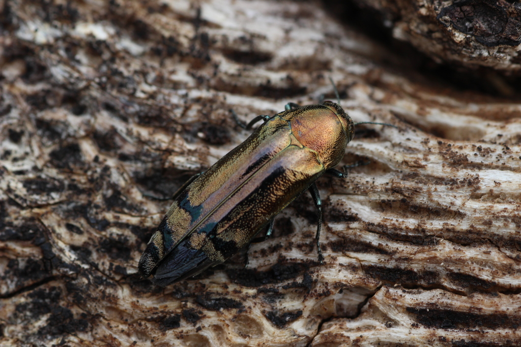 Coraebus mianningensis
