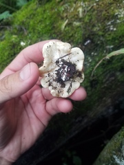 Trichoderma peltatum