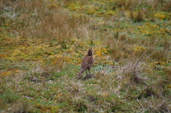 Cinclodes albidiventris