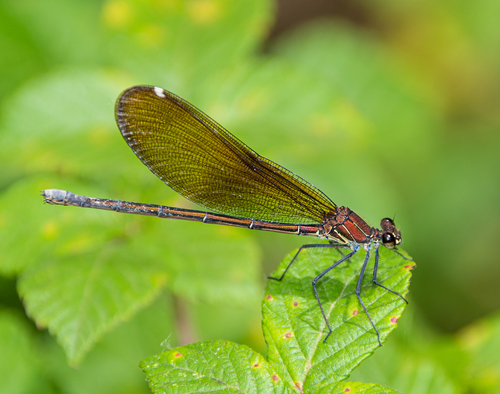 Copper Demoiselle, photo 5 of 10