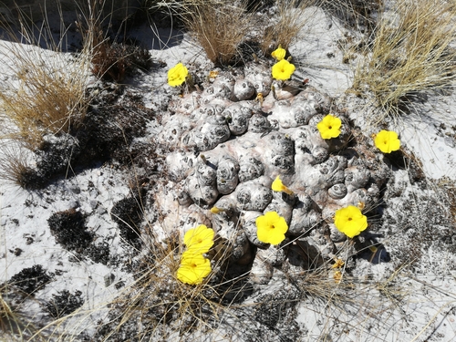 Pachypodium brevicaule image