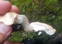 Trichoderma peltatum