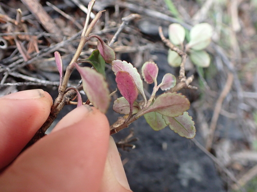 Image of Veronica hulkeana by (c) Benjamin Lavin, some rights reserved (CC BY)