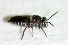 Coelioxys sayi