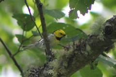 Setophaga townsendi × occidentalis