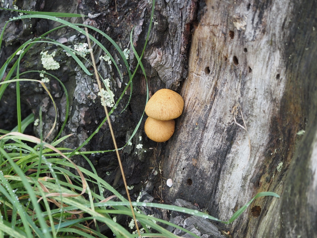 Gymnopilus junonius · February 2025 · photo: © johnlyden (iNaturalist, cc-by)