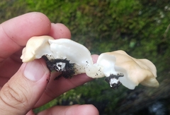 Trichoderma peltatum