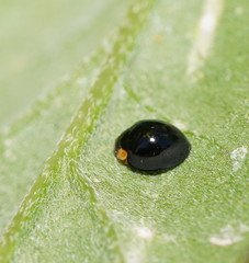 Coelophora inaequalis