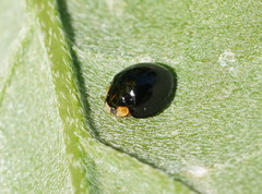 Coelophora inaequalis