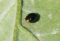 Coelophora inaequalis