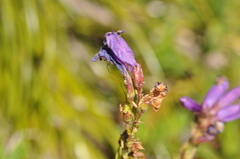 Penstemon cardwellii