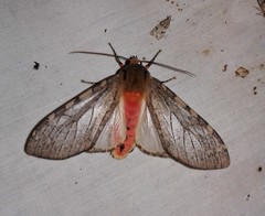 Pseudohemihyalea labecula