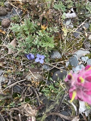 Lomatogonium rotatum