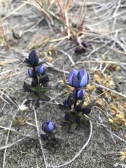 Lomatogonium rotatum