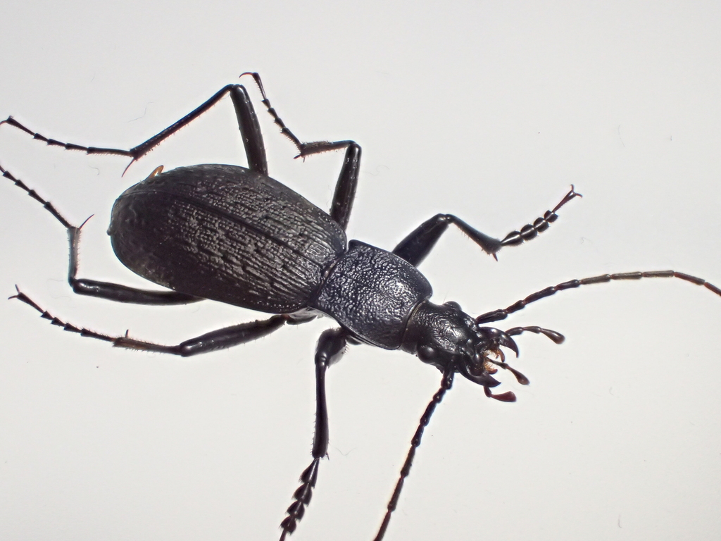 オクタマアルマンオサムシ