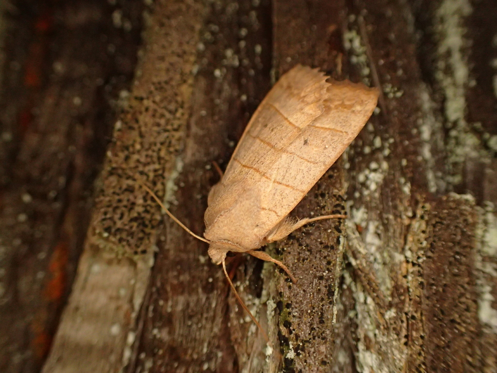 ヨスジノコメキリガ