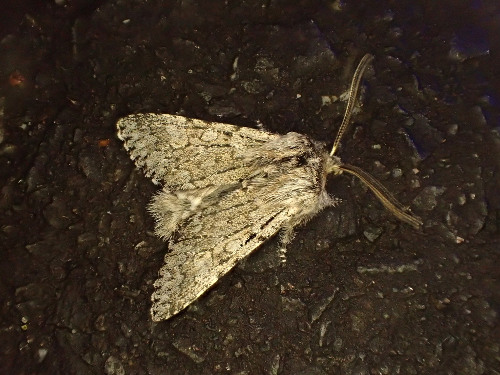 タニガワモクメキリガ