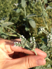 Heliotropium supinum