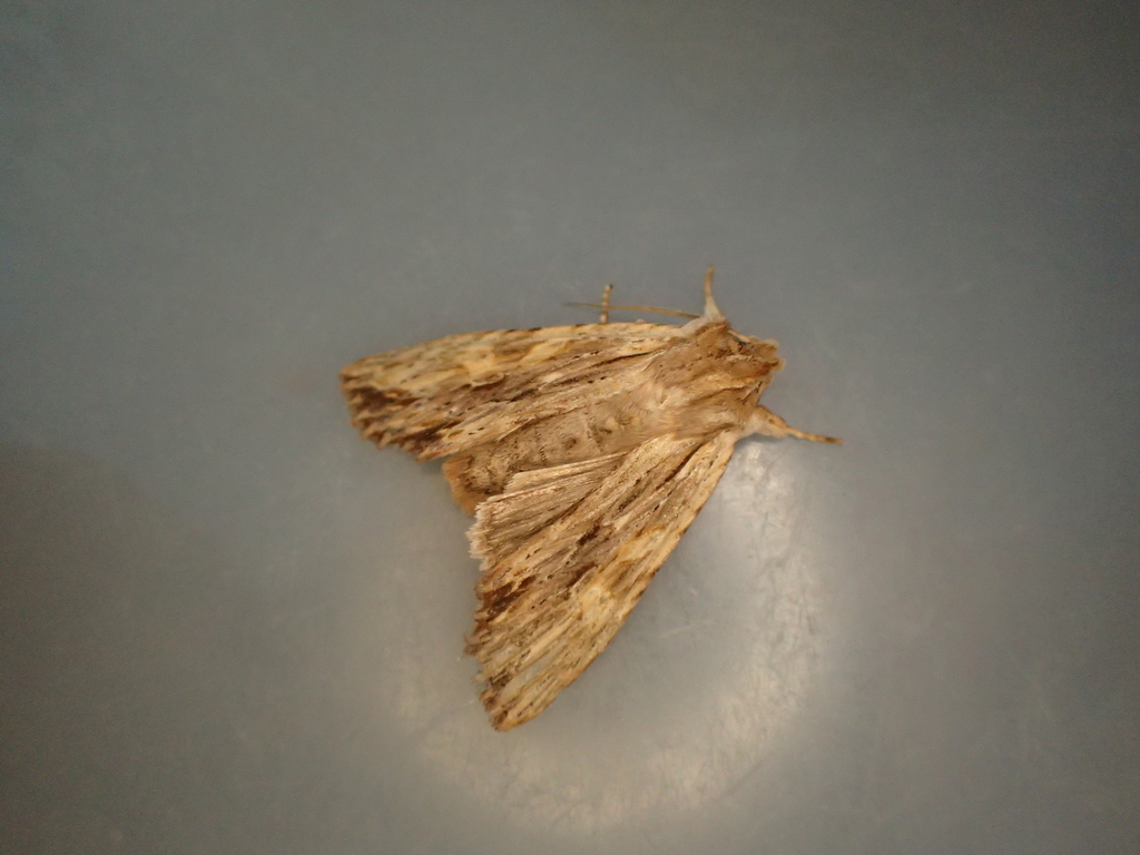 アメイロホソキリガ