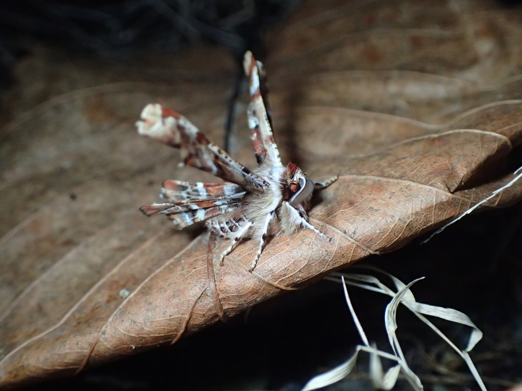 オカモトトゲエダシャク
