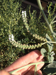 Heliotropium supinum