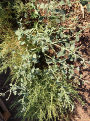 Heliotropium supinum